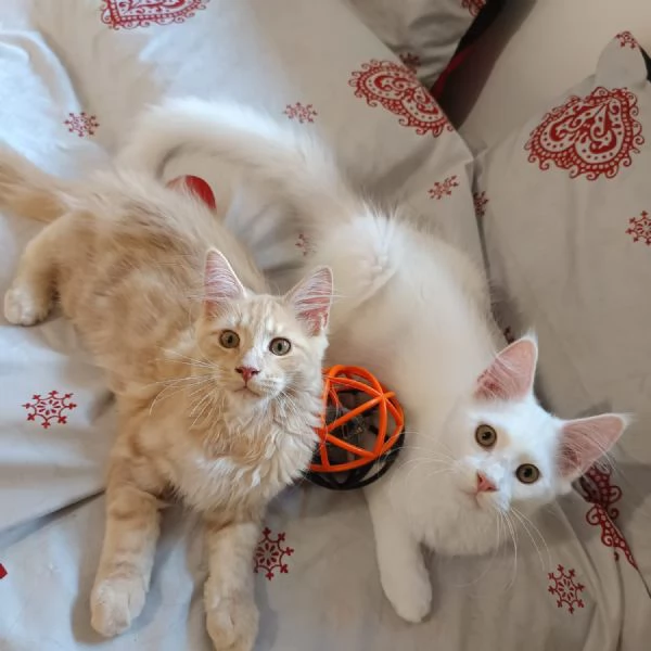 Cuccioli Maine Coon  | Foto 0