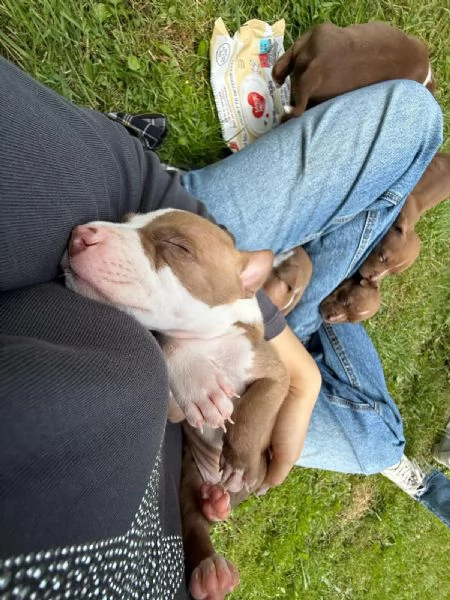 Cucciolo pitbull | Foto 4