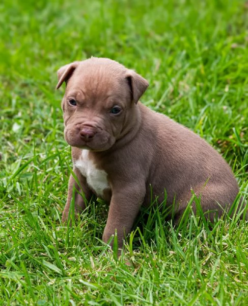 Cucciolo pitbull | Foto 3