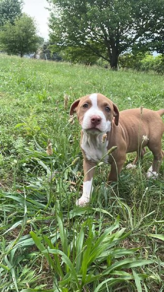 Cucciolo pitbull | Foto 2