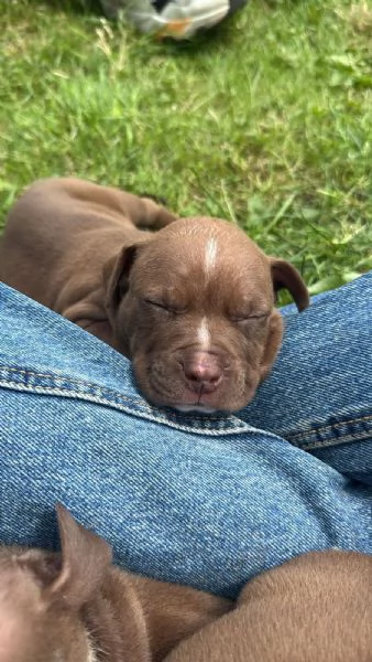 Cucciolo pitbull