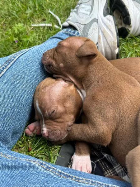 Cucciolo pitbull | Foto 0