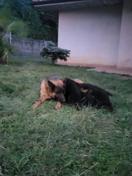 Pastore tedesco  | Foto 5