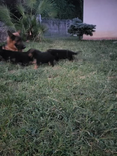 Pastore tedesco  | Foto 4