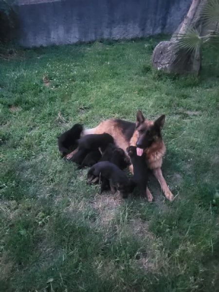 Pastore tedesco  | Foto 3