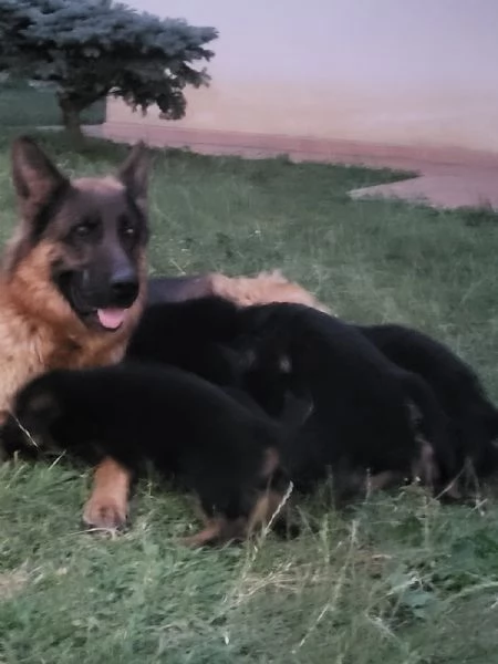 Pastore tedesco  | Foto 2