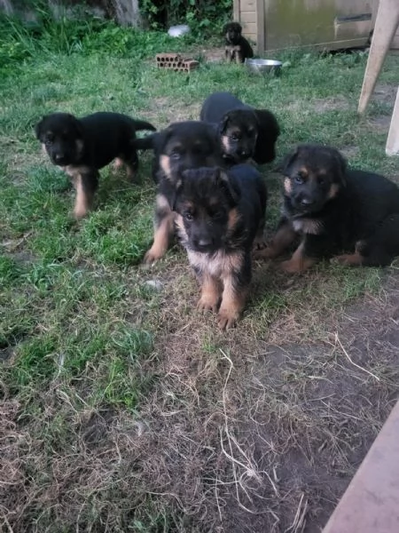 Pastore tedesco  | Foto 1