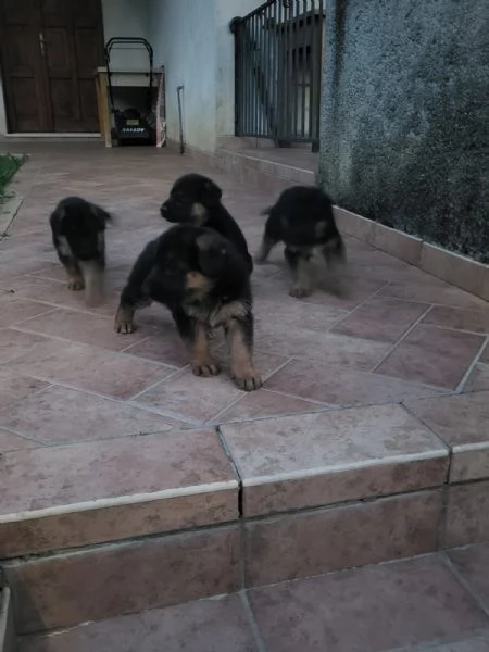 Pastore tedesco  | Foto 0