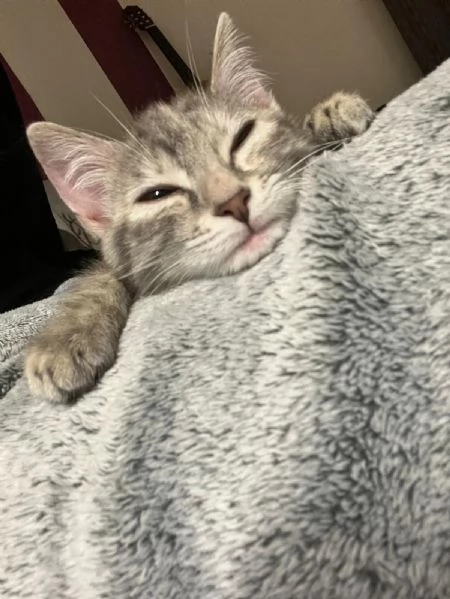 URGENTE- ADOZIONE O STALLO PER DIAMANTE 