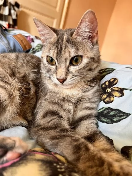 URGENTE- ADOZIONE O STALLO PER DIAMANTE  | Foto 1