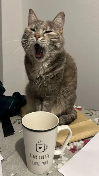 URGENTE- ADOZIONE O STALLO PER DIAMANTE  | Foto 0