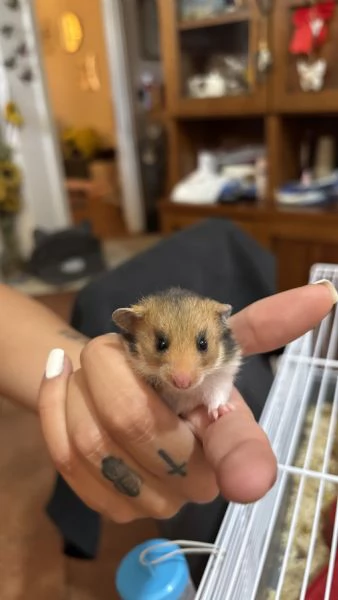 Regalo 4 criceti dolcissimi