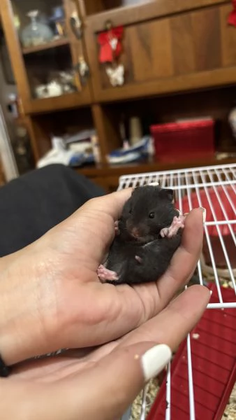 Regalo 4 criceti dolcissimi | Foto 2