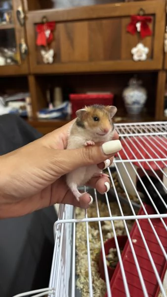 Regalo 4 criceti dolcissimi | Foto 1