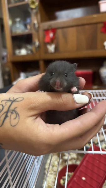 Regalo 4 criceti dolcissimi | Foto 0