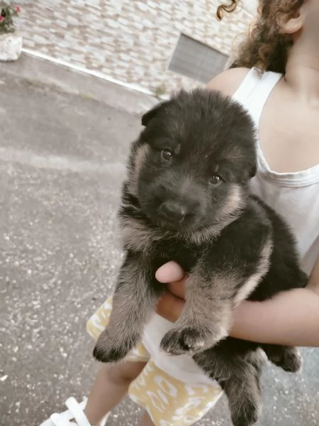 Pastori tedesco  | Foto 5