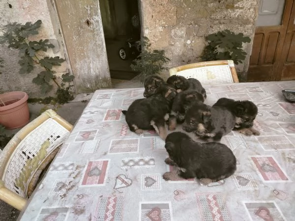 Pastori tedesco  | Foto 4