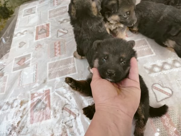 Pastori tedesco  | Foto 3