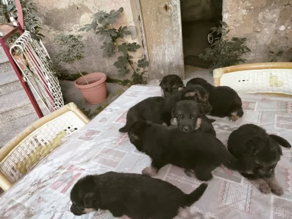 Pastori tedesco  | Foto 2