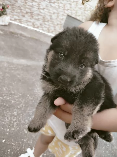 Pastori tedesco  | Foto 1