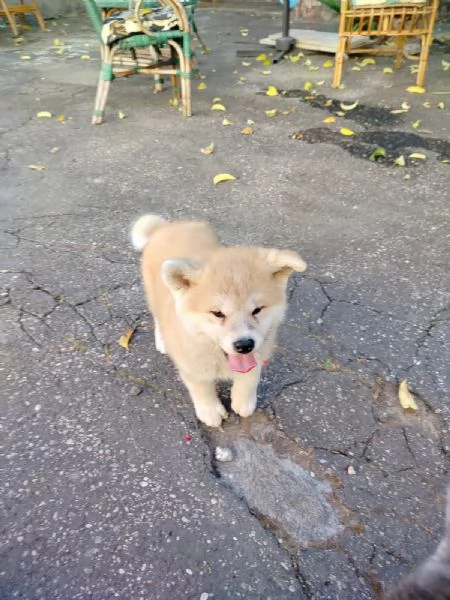 Akita inu | Foto 6