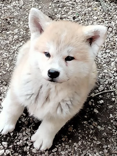 Akita inu