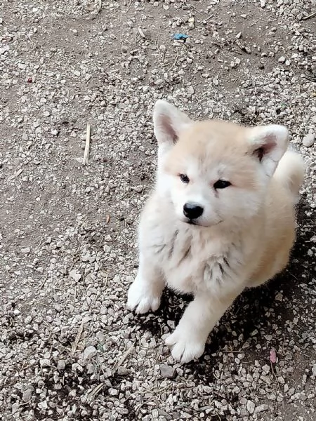 Akita inu | Foto 2