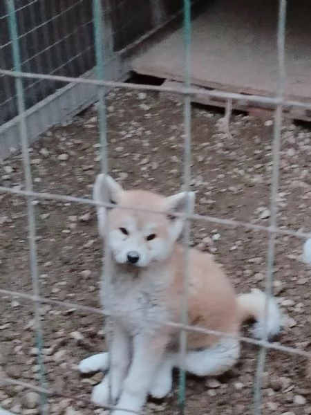 Akita inu | Foto 1