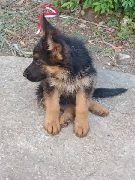 Pastore tedesco  | Foto 3