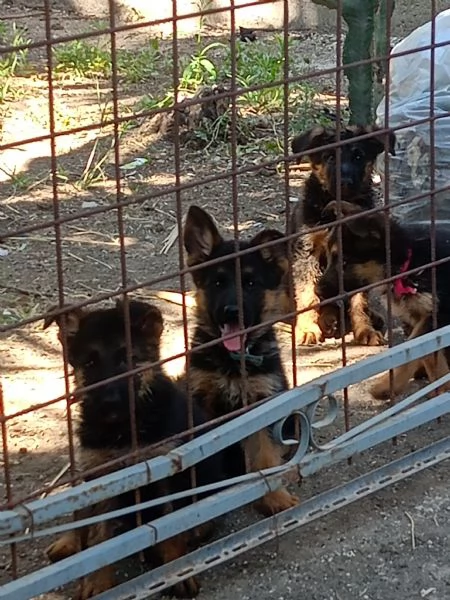 Pastore tedesco  | Foto 2