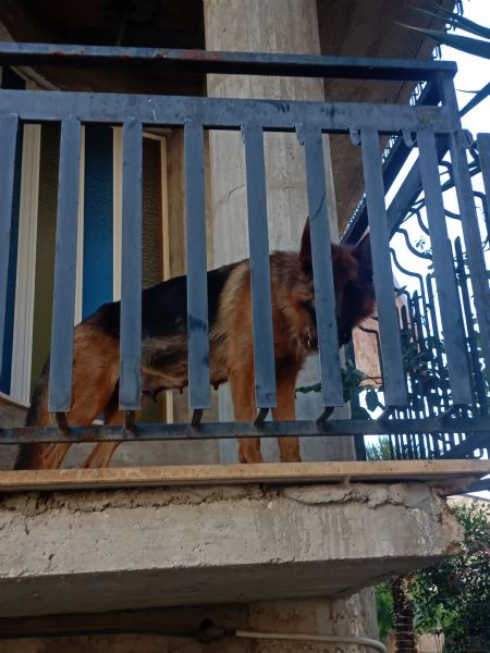 Pastore tedesco  | Foto 1