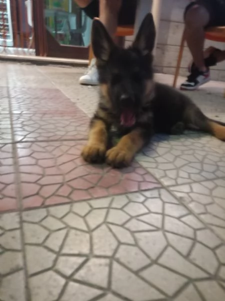 Pastore tedesco  | Foto 0