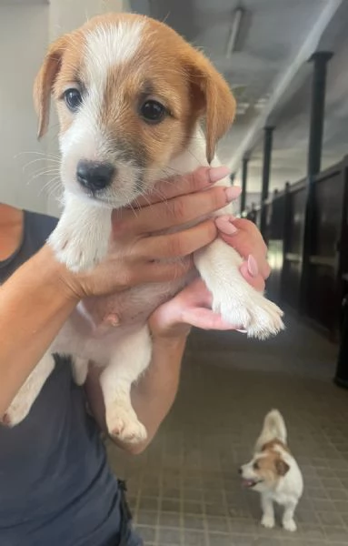 Vendita Jack! | Foto 6