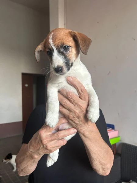 Vendita Jack! | Foto 5