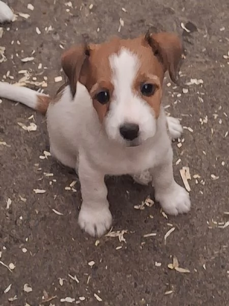 Vendita Jack! | Foto 4