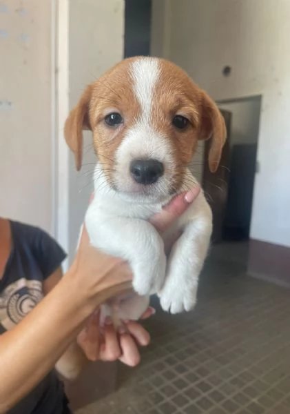 Vendita Jack! | Foto 3