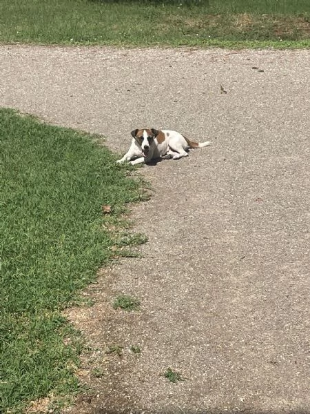 Vendita Jack! | Foto 2