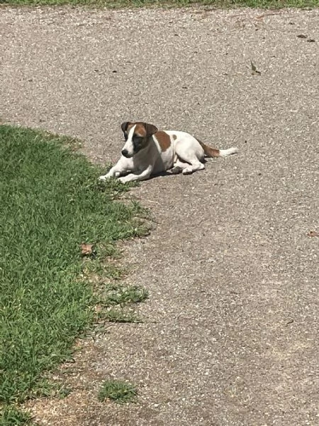 Vendita Jack! | Foto 1