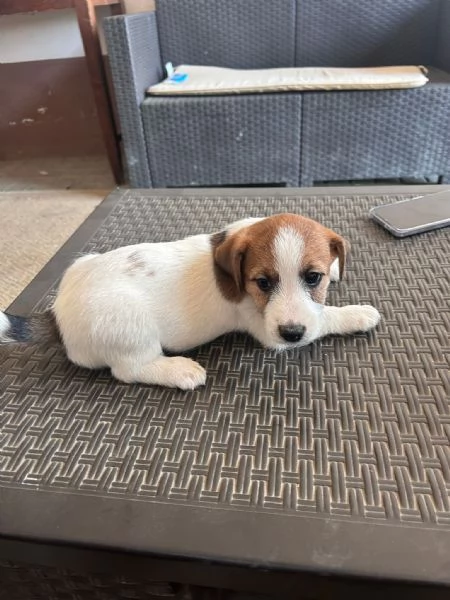 Vendita Jack! | Foto 0