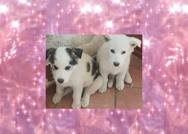 Regalo cuccioli di cane, un maschio e una femmina, provincia di Palermo