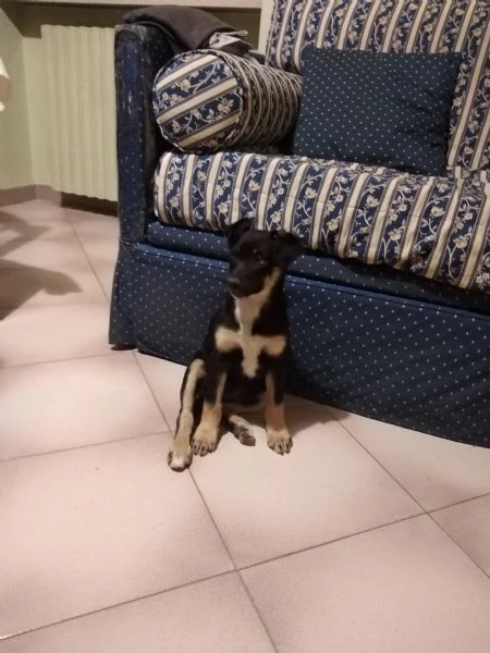 Cucciola di cane Pinscher | Foto 2