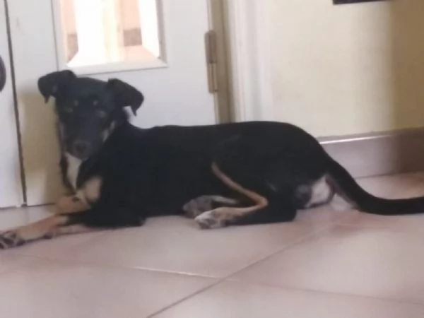 Cucciola di cane Pinscher | Foto 1