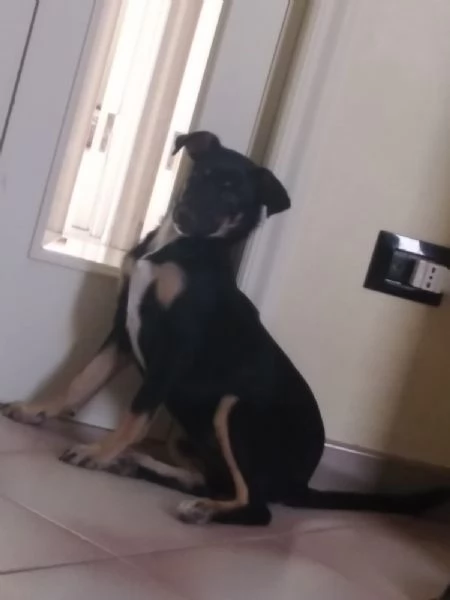 Cucciola di cane Pinscher | Foto 0