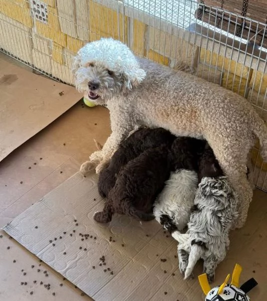 Lagotto maschio e femmina per l'adozione | Foto 0