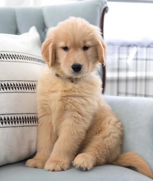 Golden retriever maschio e femmina per l'adozione, sono | Foto 0