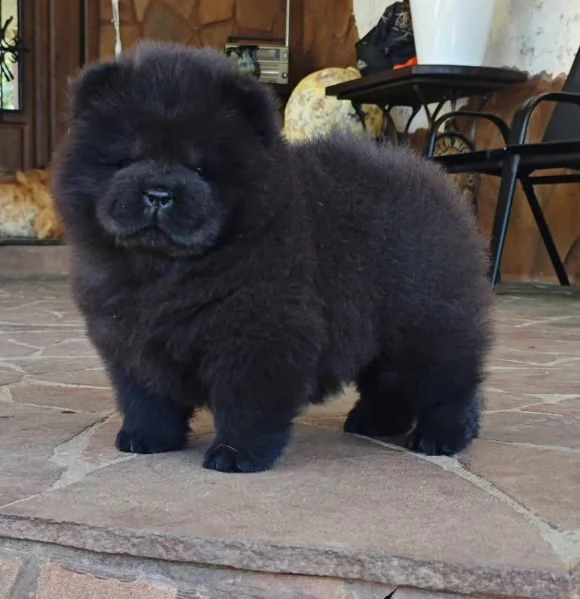 CHOW CHOW maschio e femmina per l'adozione, sono