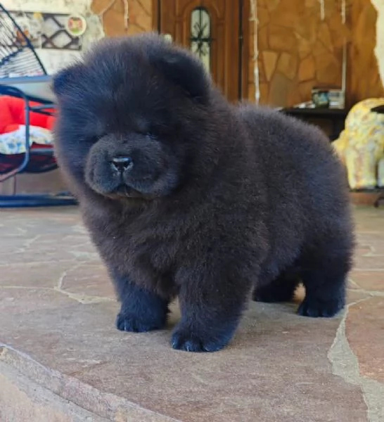 CHOW CHOW maschio e femmina per l'adozione, sono | Foto 0
