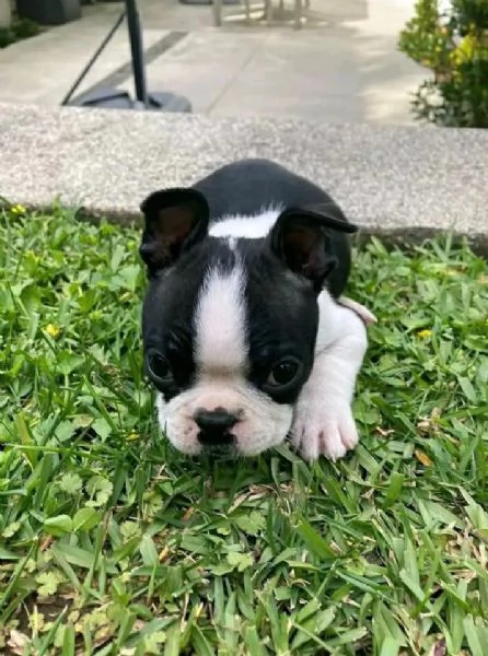 Boston  terrier maschio e femmina per l'adozione, sono