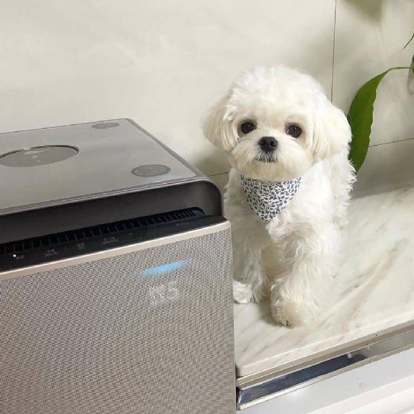 2 Maltese maschio e femmina per l'adozione, sono | Foto 0