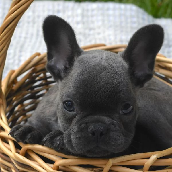 Bouledogue  maschio e femmina per l'adozione, 